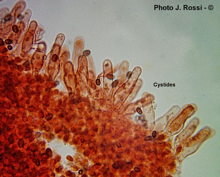 Psathyrella candolleana