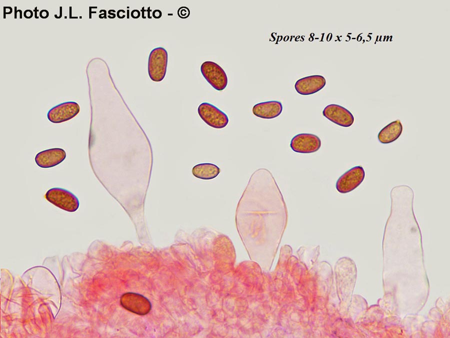 Psathyrella clivensis