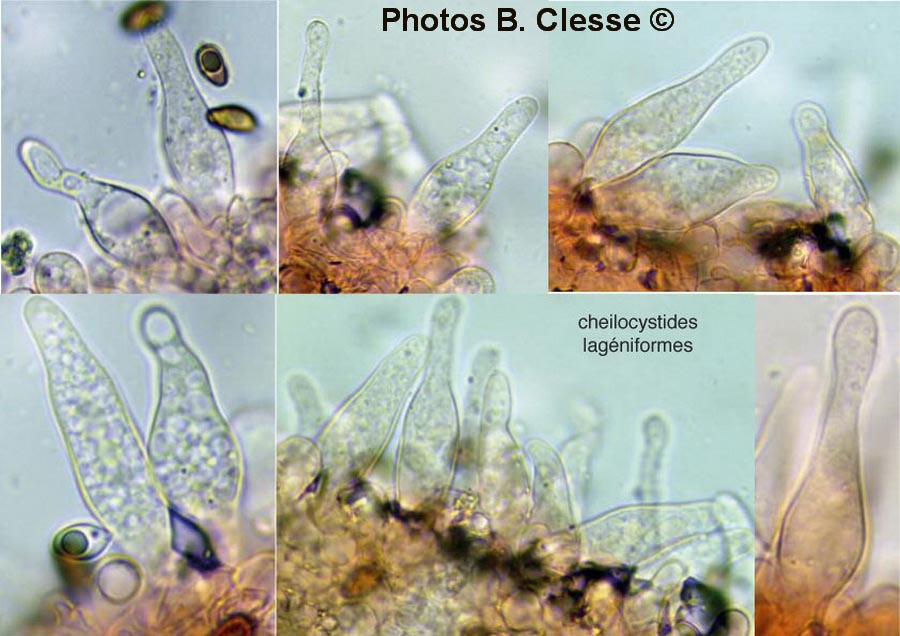 Psathyrella cotonea