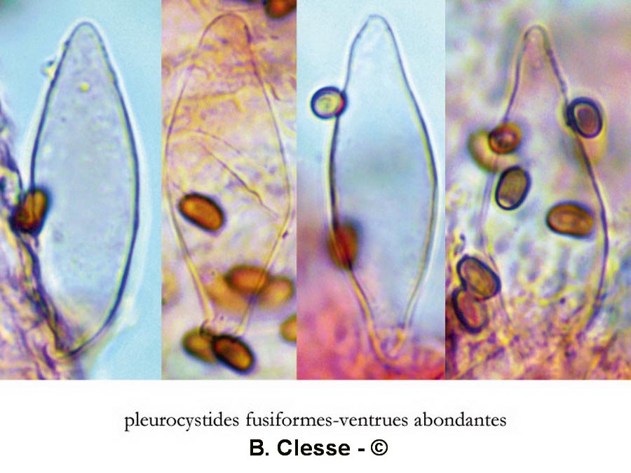 Psathyrella laevissima