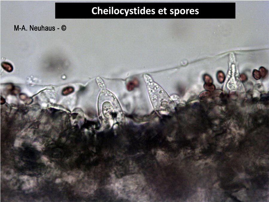 Psathyrella lutensis