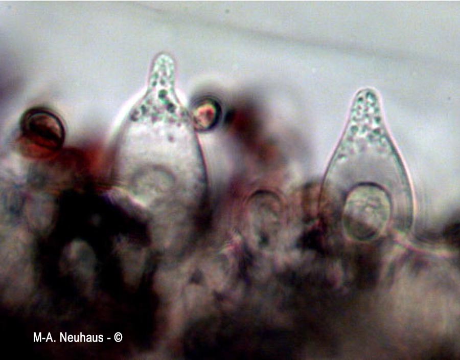 Psathyrella lutensis