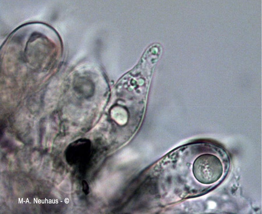 Psathyrella lutensis