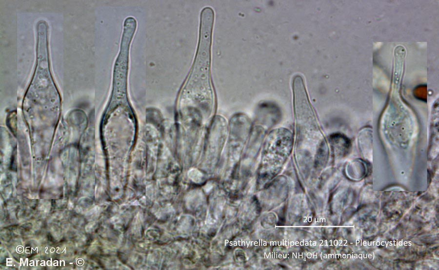 Psathyrella multipedata