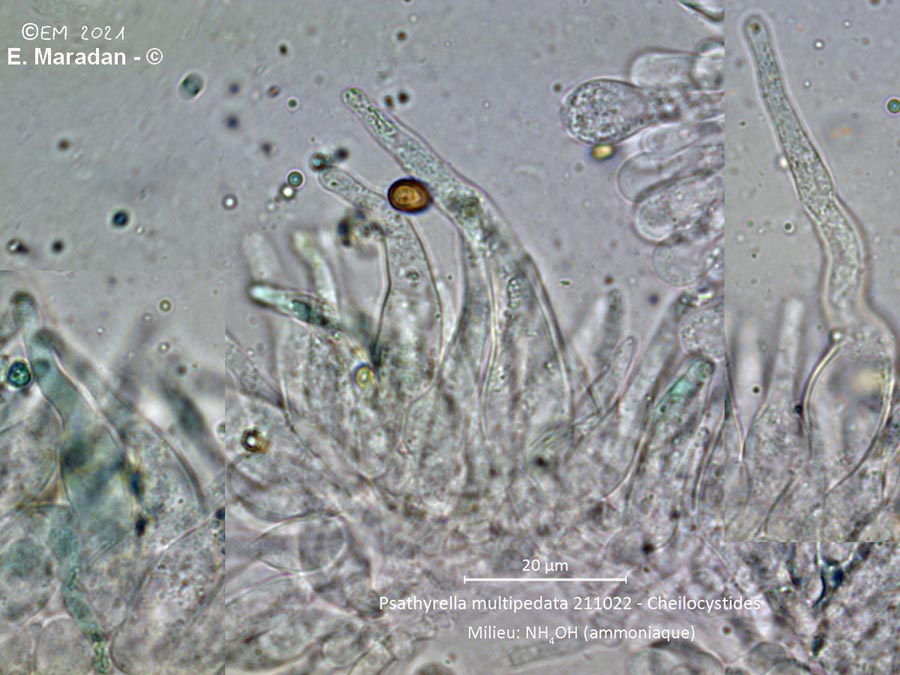 Psathyrella multipedata