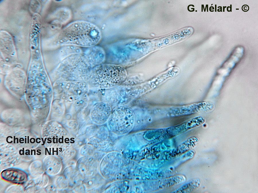 Psathyrella multipedata