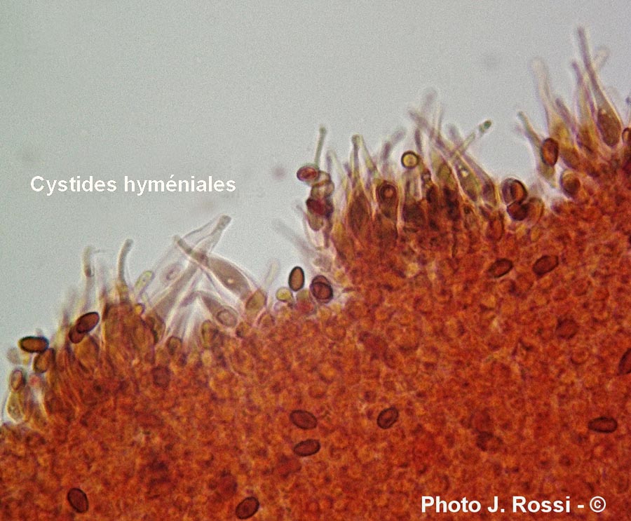 Psathyrella multipedata