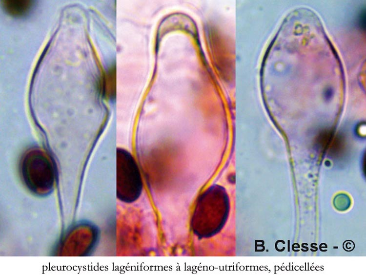 Psathyrella panaeoloides