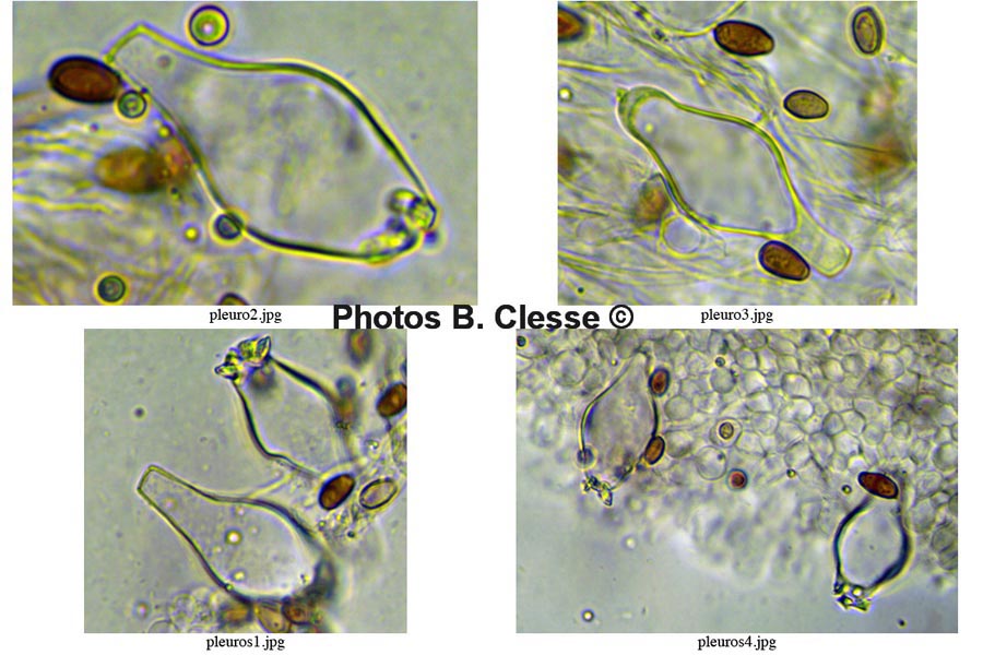 Psathyrella pygmaea