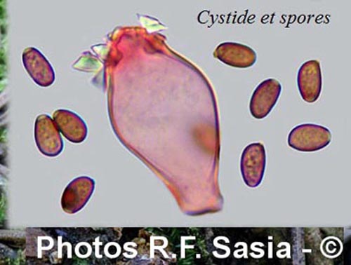 Psathyrella pygmaea