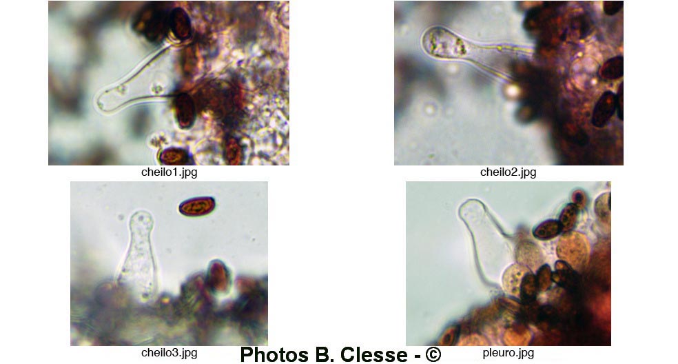 Psathyrella sacchariolens