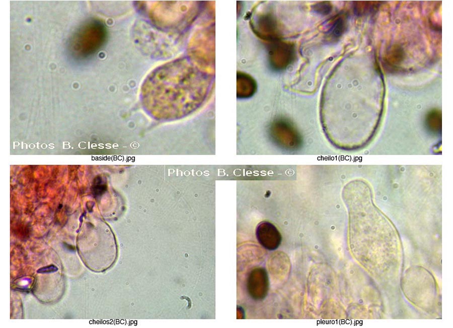 Psathyrella spadiceogrisea