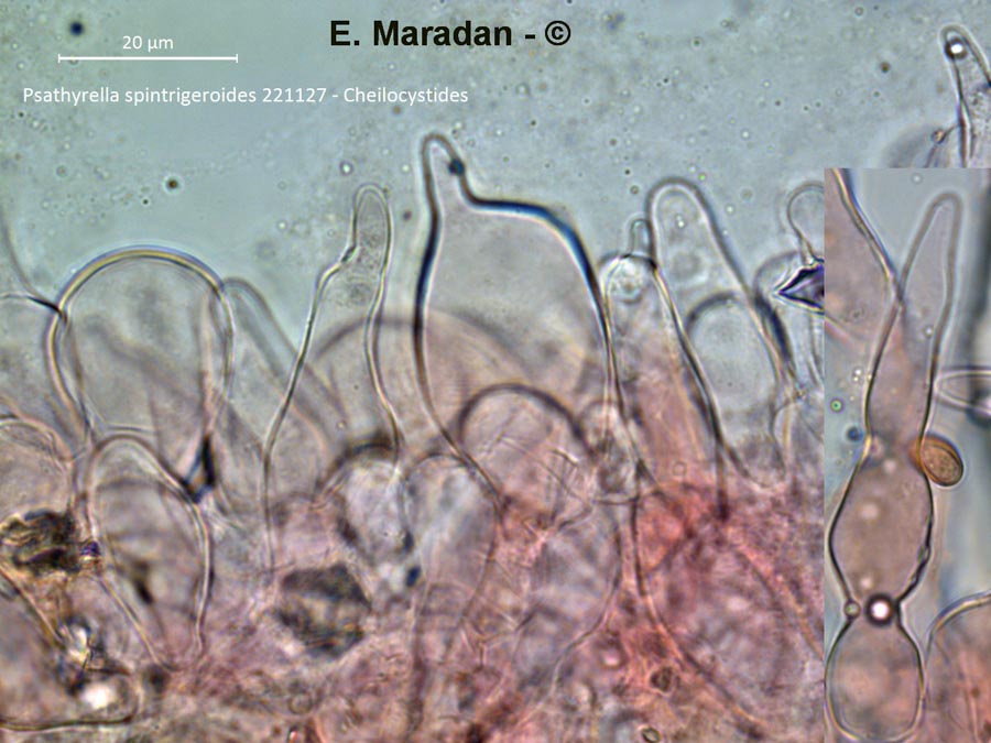 Psathyrella spintrigeroides