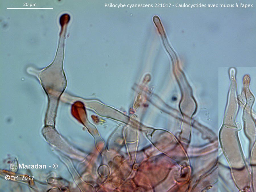 Psilocybe cyanescens