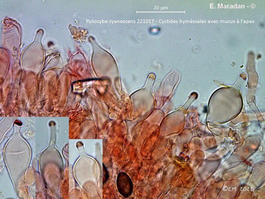 Psilocybe cyanescens