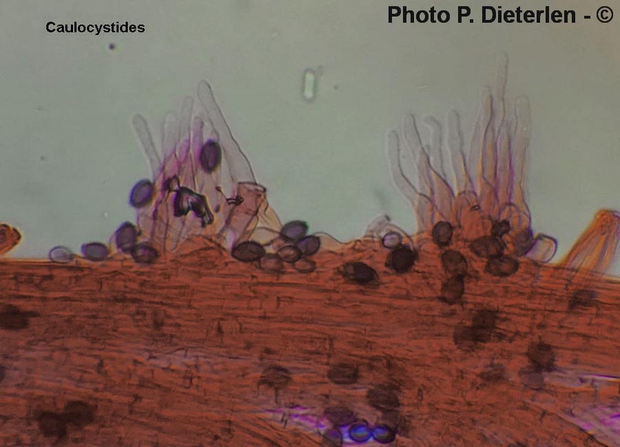 Psilocybe merdaria (Deconica merdaria)