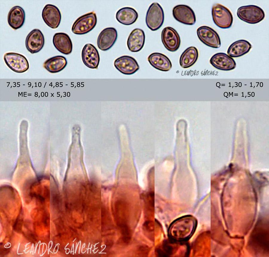 Psilocybe montana