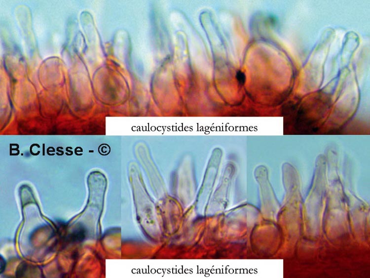 Psilocybe xeroderma (Deconica xeroderma)