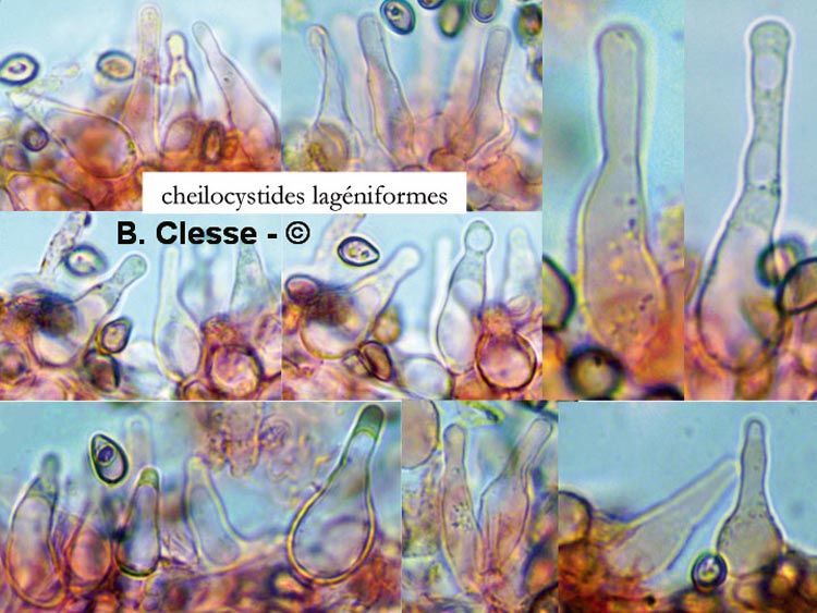 Psilocybe xeroderma (Deconica xeroderma)