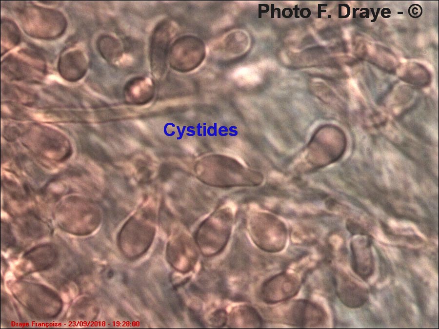 Pycnoporus cinnabarinus