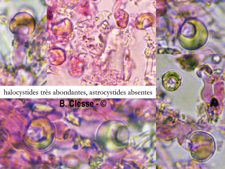 Resinicium furfuraceum
