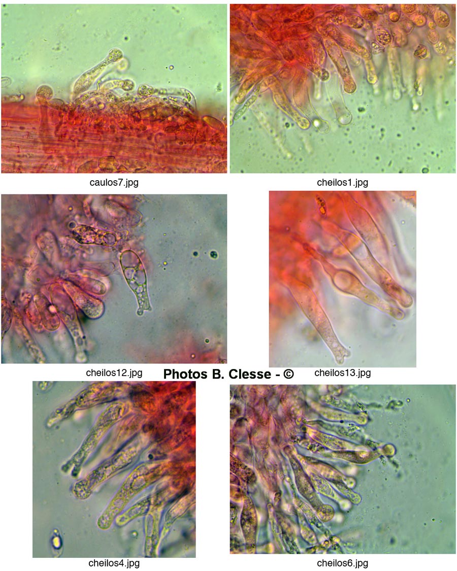 Resinomycena saccharifera (= Marasmiellus ornatissimus)