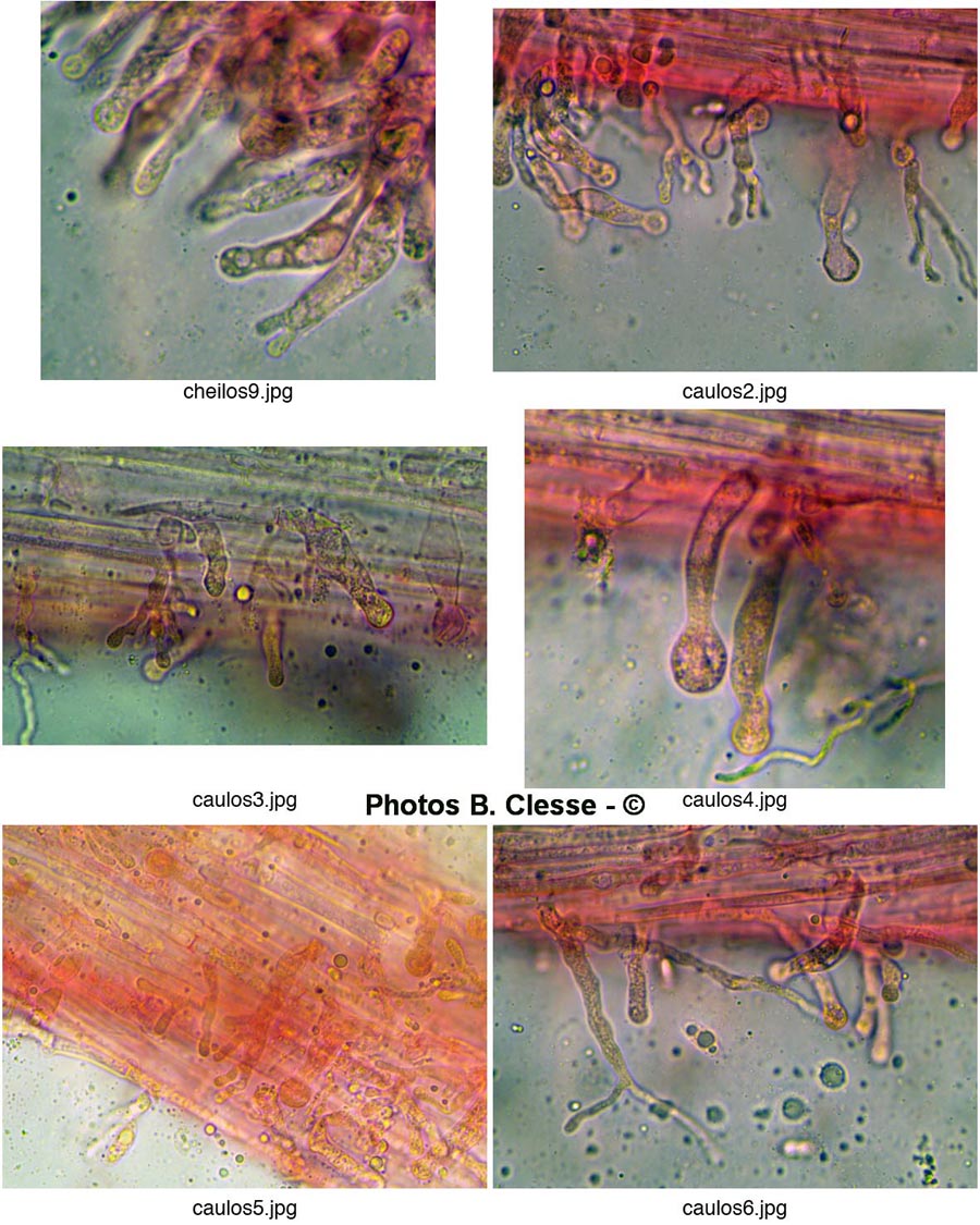 Resinomycena saccharifera (= Marasmiellus ornatissimus)