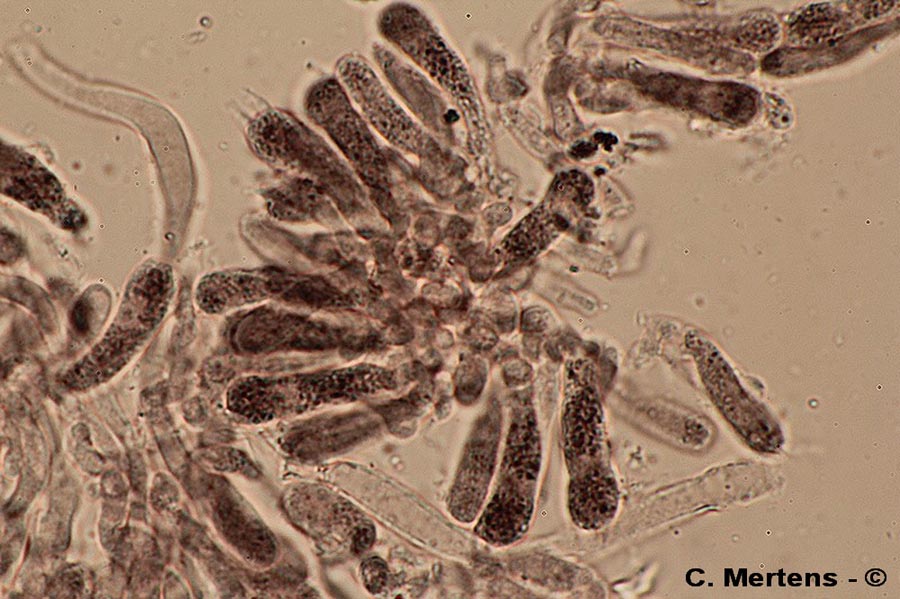 Rugosomyces obscurissimus