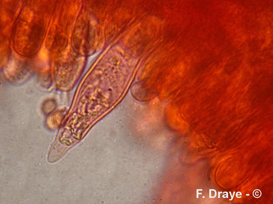 Russula pseudointegra