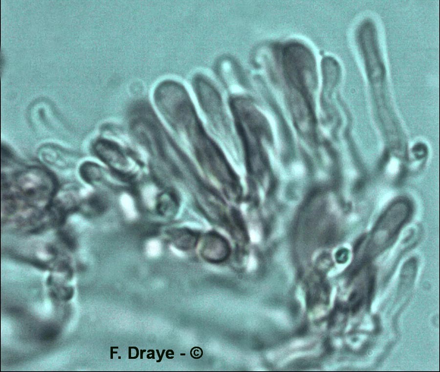 Schizophyllum commune