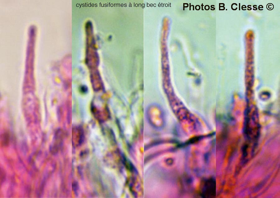 Schizopora radula