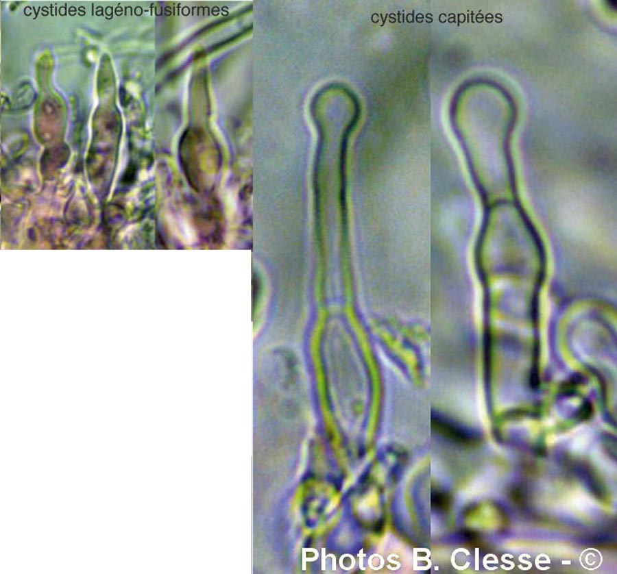 Schizopora radula