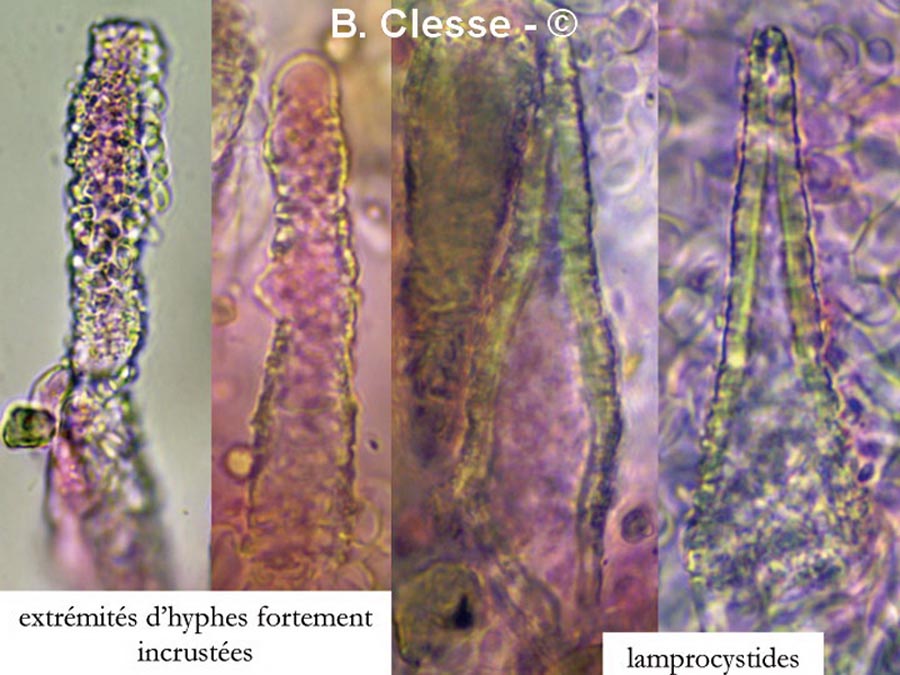 Scopuloides rimosa