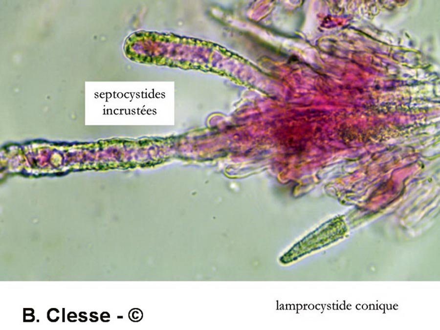 Scopuloides rimosa