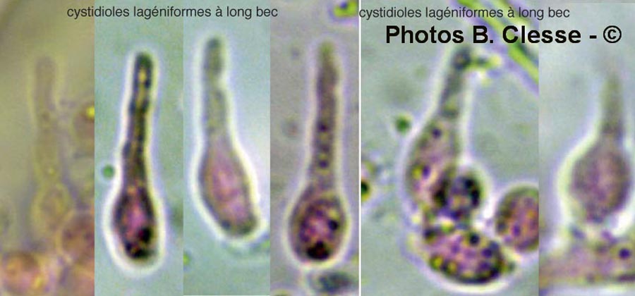 Sidera vulgaris (Skeletocutis vulgaris, Poria vulgaris)