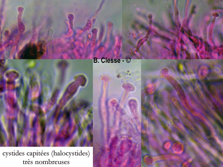 Sidera vulgaris (Skeletocutis vulgaris, Poria vulgaris)