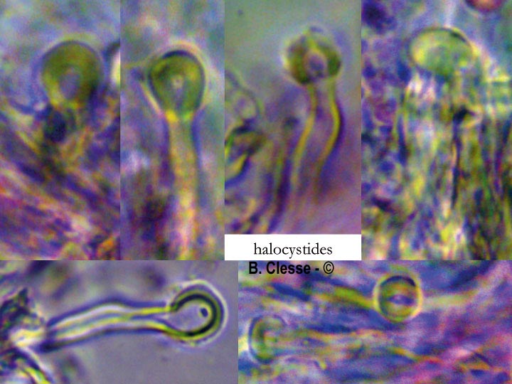 Sidera vulgaris (Skeletocutis vulgaris, Poria vulgaris)