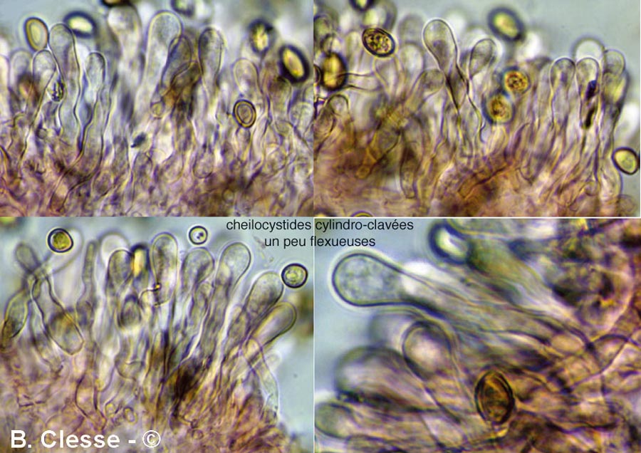 Simocybe haustellaris (Simocybe rubi)