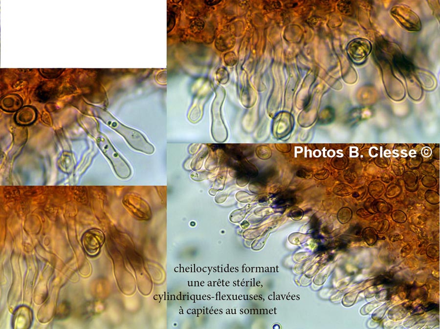 Simocybe haustellaris (Simocybe rubi)