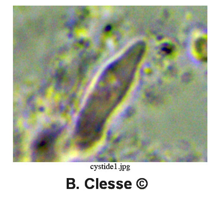 Skeletocutis lilacina