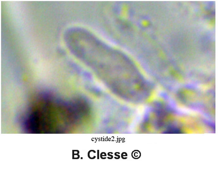 Skeletocutis lilacina