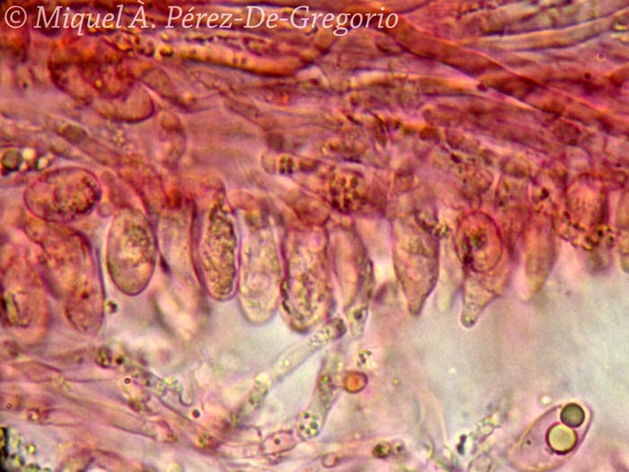 Skeletocutis percandida