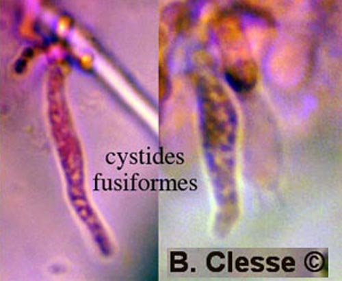 Sidera vulgaris (Skeletocutis vulgaris)