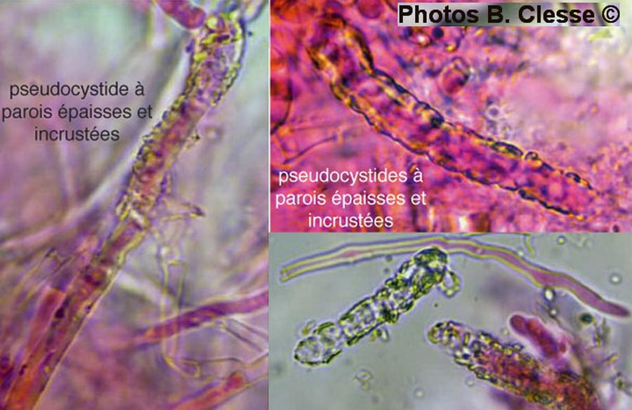 Steccherinum fimbriatum