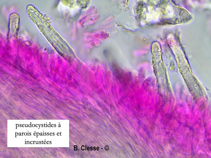 Steccherinum ochraceum