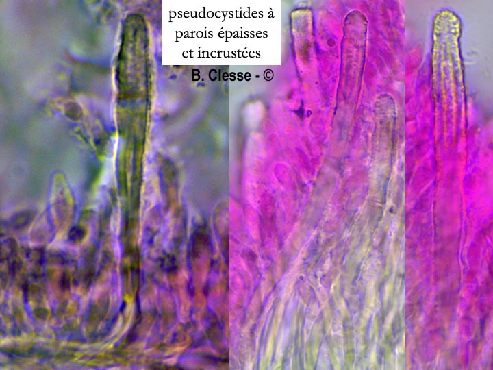 Steccherinum ochraceum