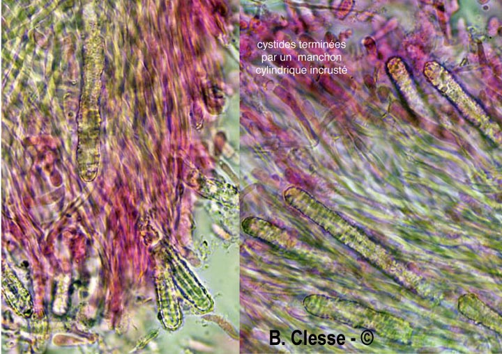Steccherinum ochraceum