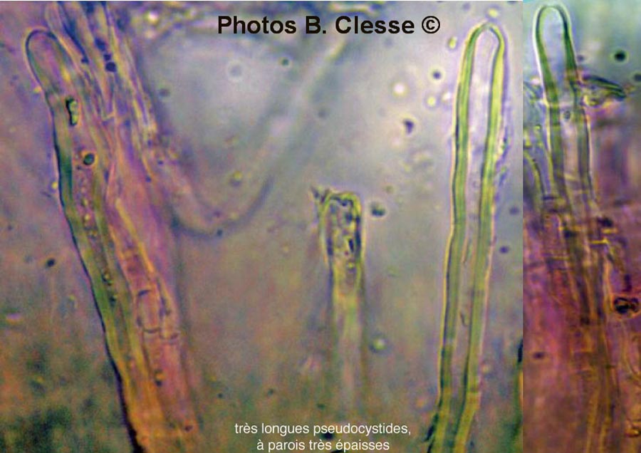 Stereum subtomentosum