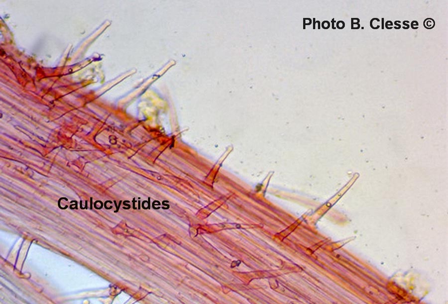 Strobilurus esculentus