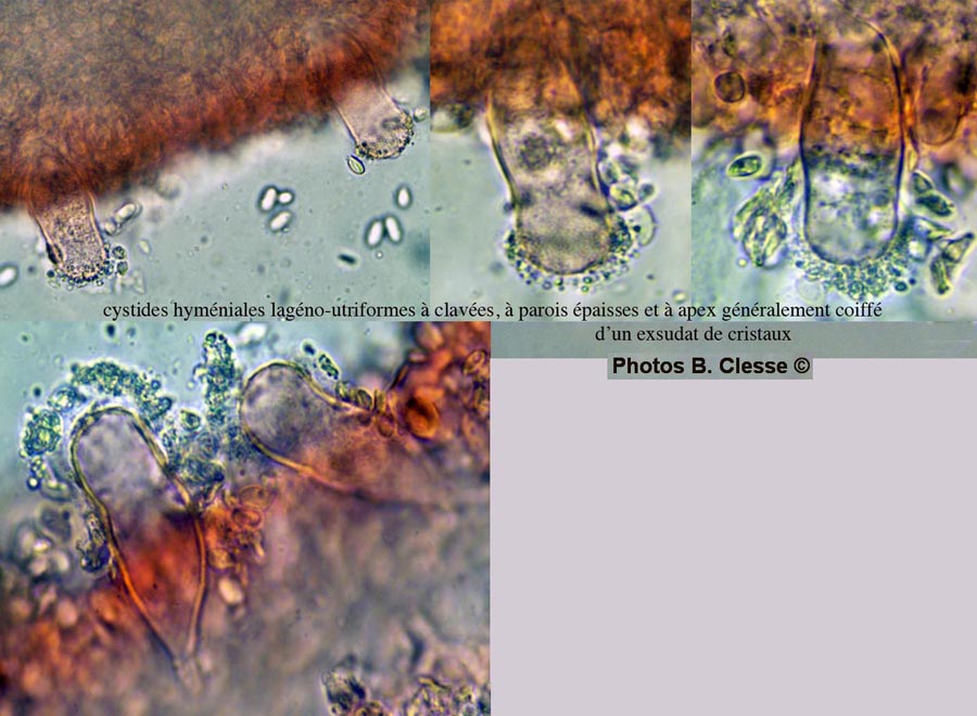 Strobilurus stephanocystis